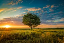 wide-angle-shot-single-tree-growing-clouded-sky-during-sunset-surrounded-by-grass_181624-2280...webp